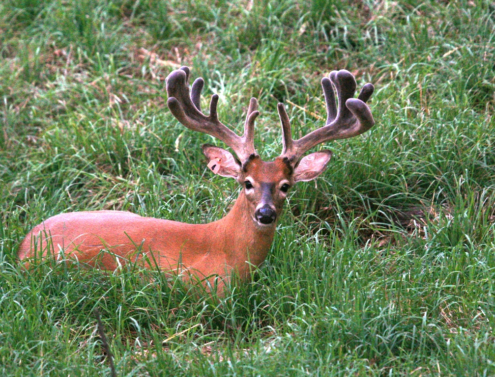 Morning Mallard Hunting in Louisiana!